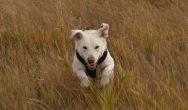 Valentine's Dog Contest white dog jumping in grass