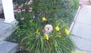 Valentines Contest Photo small dog in garden