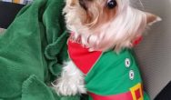 Valentine's Dog Contest dog dressed as a christmas elf