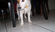 Valentines Contest Photo jack russell under the table