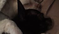 Valentines Contest Photo little dogs cuddling