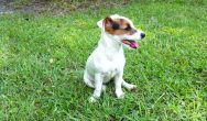 Valentines Contest Photo Puppy on grass