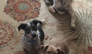 Valentines Contest Photo three little dogs on the carpet
