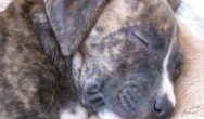 Valentine's Dog Contest sleepy brown puppy