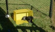 Valentines Contest Photo black dog in yellow box