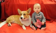 Valentines Contest Photo corgi with a little baby