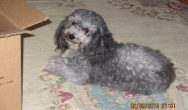 Valentines Contest Photo Curly haired dog