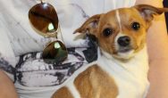 Valentines Contest Photo dog next to sunglasses