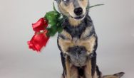Valentines Contest Photo gray dog with rose