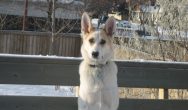 Valentines Contest Photo Dog in the snow