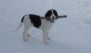 Valentines Contest Photo Playing fetch