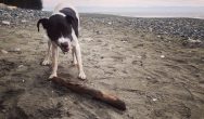 Valentines Contest Photo dog with stick on the beach