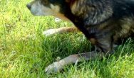 Valentines Contest Photo german shepherd in grass