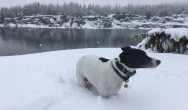 Valentines Contest Photo Dog in the snow