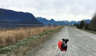 Valentines Contest Photo Black and white dog on the road