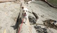 Valentines Contest Photo White dog at the beach