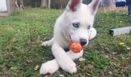 Valentines Contest Photo Dog with ball