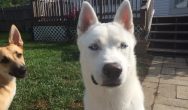 Valentines Contest Photo white dog with big ears wincing