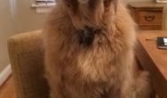 Valentines Contest Photo golden retriever sitting at table