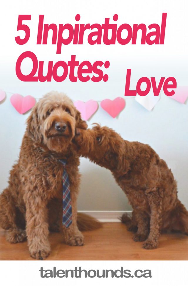 Enjoy these 5 Inspirational Love Quotes We Love for Dog Lovers
