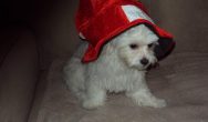 Valentines Contest Photo Margot in red hat