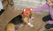 Valentine's Dog Contest beagle in orange hat