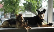 Valentines Contest Photo dogs on ledge