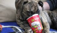 Valentines Contest Photo brown dog drinking tim hortons