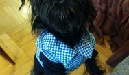 Valentine's Dog Contest fluffy black dog in blue shirt