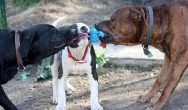 Valentines Contest Photo Boys playing tug of war