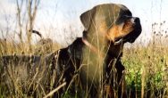 Valentines Contest Photo black rot lying in grass