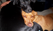 Valentines Contest Photo black and brown dogs cuddling