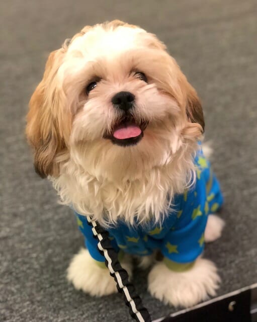 Adorable puppy in fashion show at Dog Lovers Days Bingemans wearing blue