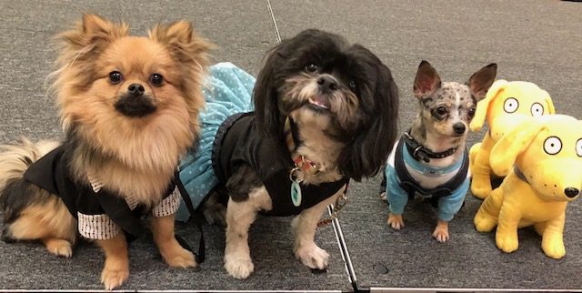 Stunning dog models in the Dog Lovers Days fashion show