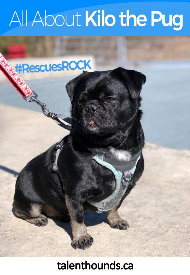 Find out how I rescued my adorable mischievous little Kilo the Pug and how both our lives have improved. #RescuesRock