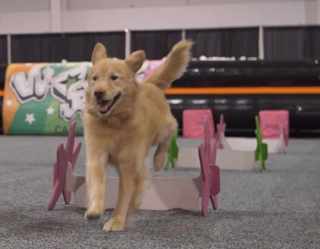 Action shot of dog over hurdles in amazing Woofjocks new show