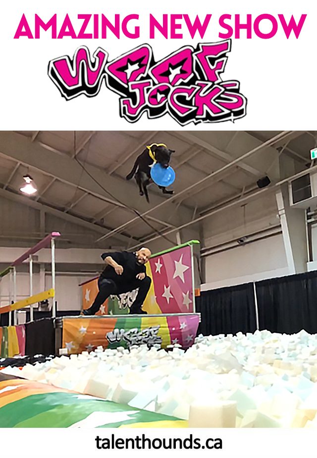Check Out Behind the Scenes Footage from the Amazing New Woofjocks Show- talented dogs doing agility, flying disc, tricks and dock jumping. #sponsored
