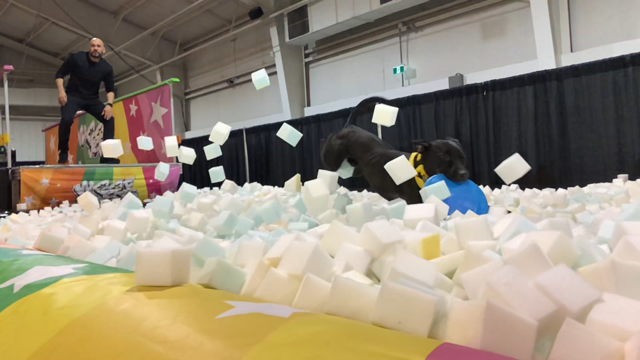 Brian and his dog jumping in the amazing new Woofjocks Show Foam Pit