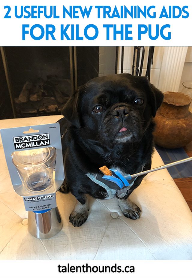 Check out our review of these two useful new Brandon McMillan training aids I was given for Kilo the pug by Petmate 