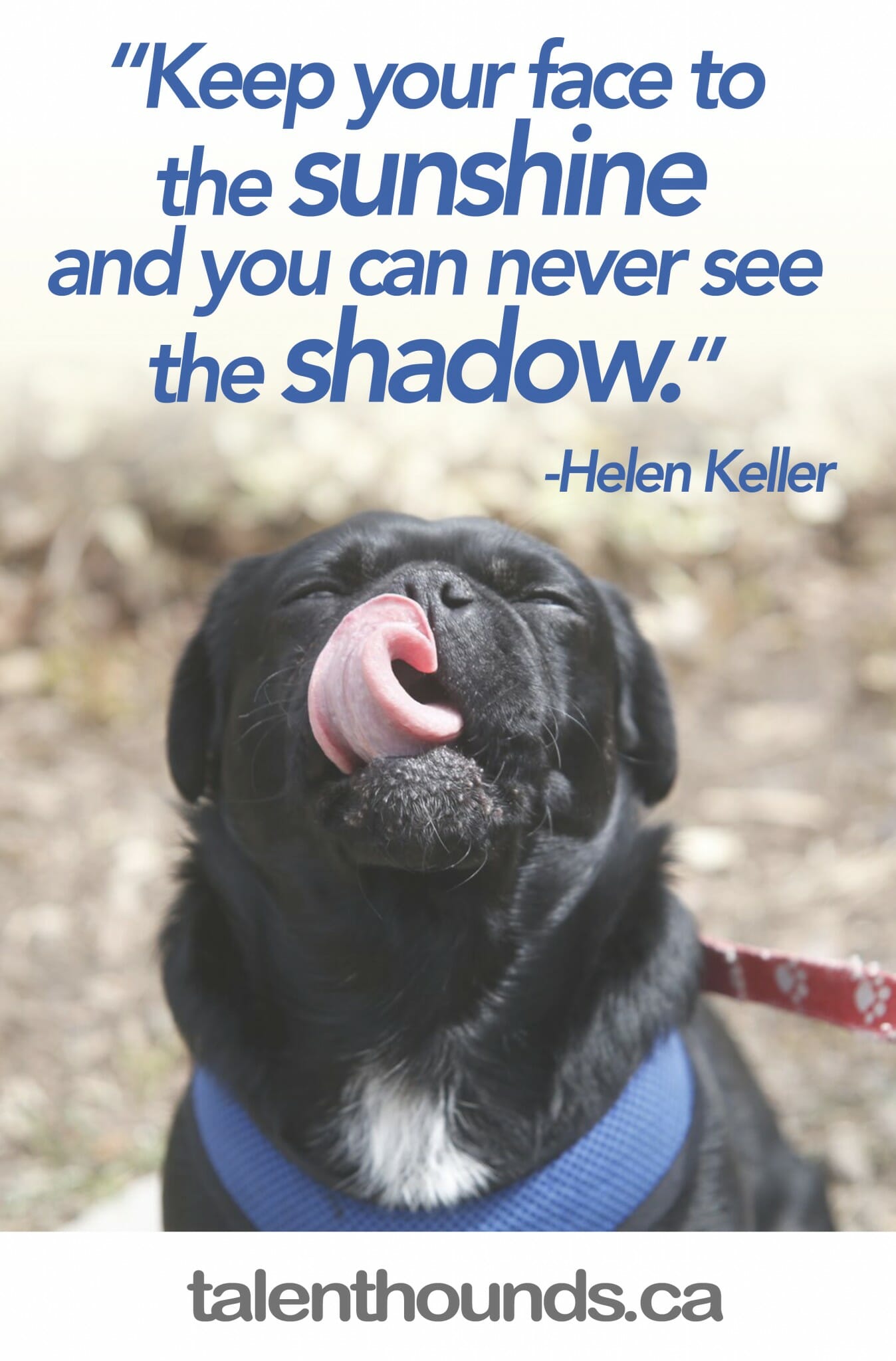 Enjoy this Happiness Quote featuring Kilo the Pug "Keep your face to the sunshine and you can never see the shadow"