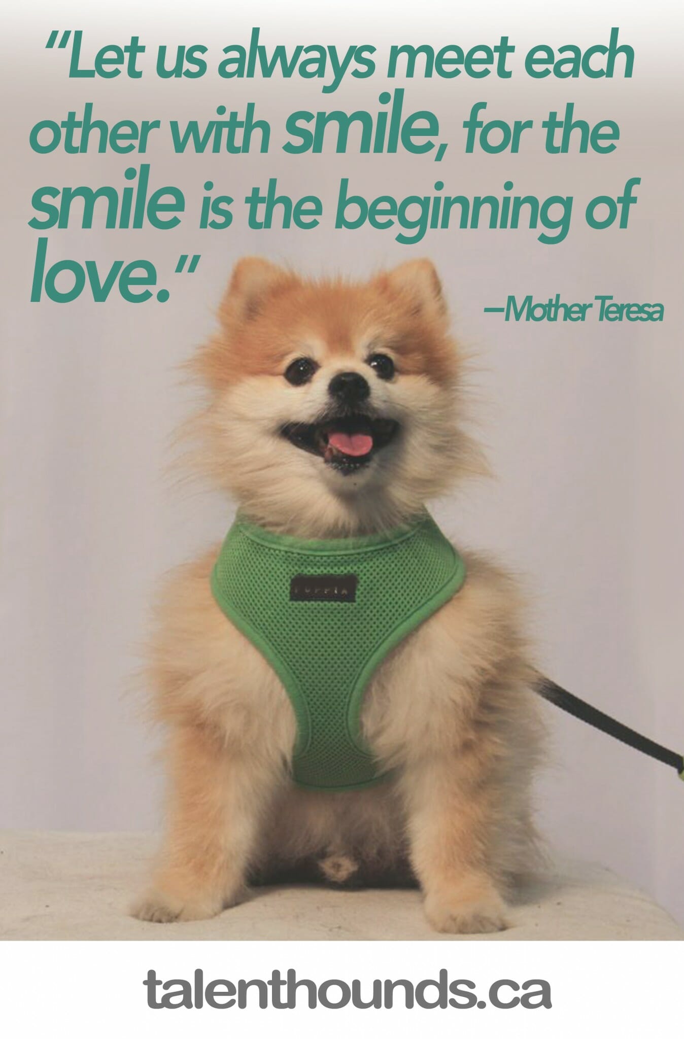Enjoy this inspiring Happiness Quote and adorable dog picture "Let us meet each other with a smile, for the smile is the beginning of love