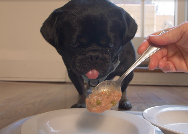 Kilo the Pug agrees that Petcurean stew looks like homemade on this spoon.