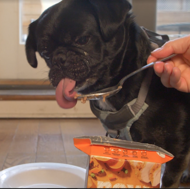 Kilo the Pug enjoying his yummy Petcurean stew from a spoon.