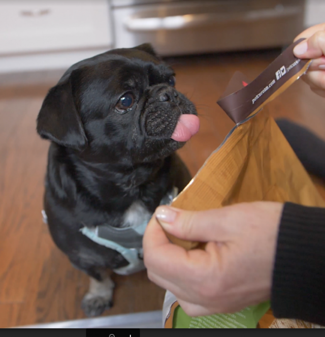 Kilo the Pug looking hungrily waiting to try his new Petcurean kibble