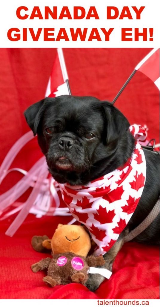 Kilo the Pug with his Canada Day Giveaway Prizes- a bandana and a moose plush toy. Enter to day for a chance to win yours.