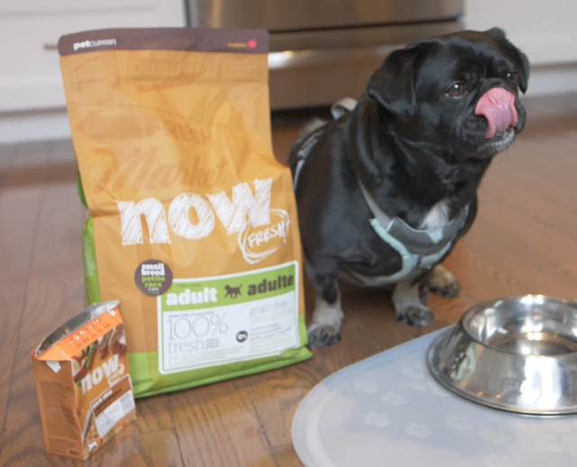 Product review of Petcurean NOW Fresh Dog food by Kilo the Pug