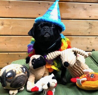 Kilo the pug and his plush friends on his best birthday ever