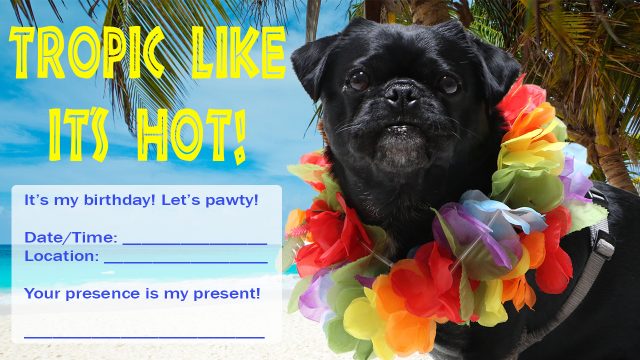 Kilo the Pug's best birthday party invitation ever