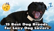 This image has an empty alt attribute; its file name is 15-Best-Dog-Breeds-for-Lazy-Dog-Lovers-and-Apartment-Dwellers-feature-image-of-Kilo-the-Pug-yawning-188x110.jpg