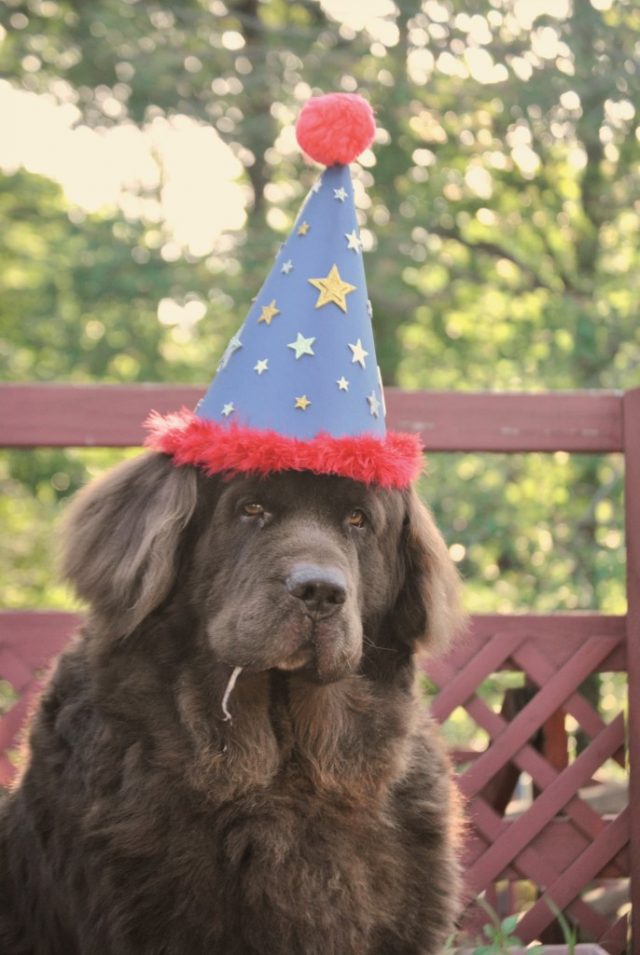 Leroy from mybrownnewfies.com on his birthday